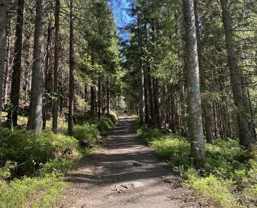 Kolin kyl&auml;n polku nousee sekamets&auml;n keskell&auml;.