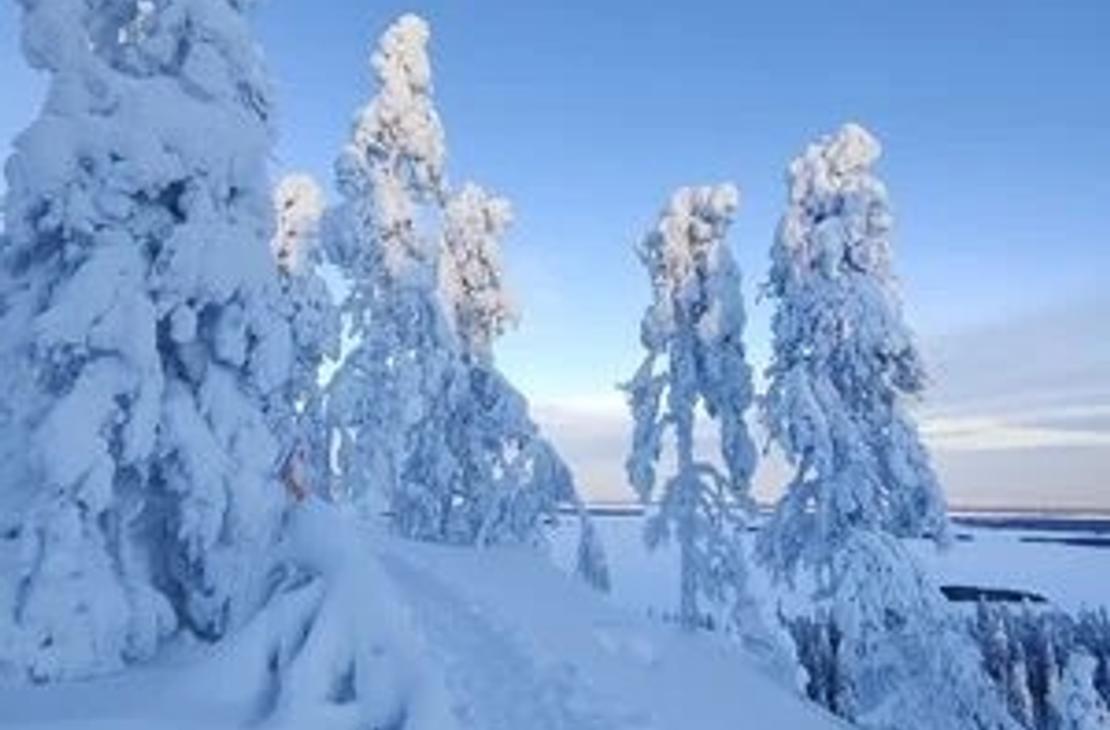 Tykkylumisia puita pakkaspäivän sinisessä valossa