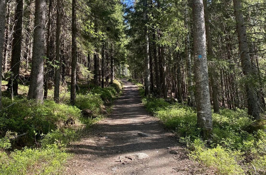 Kolin kylän polku nousee sekametsän keskellä.