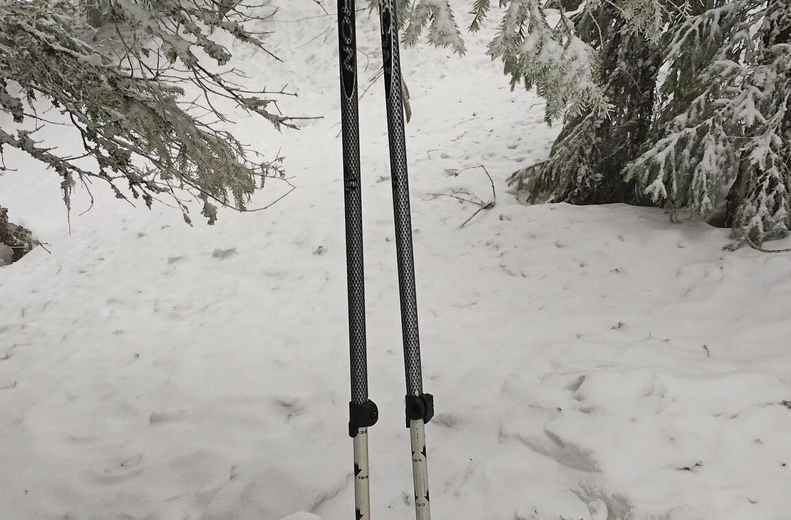 Sauval lumisessa metsässä