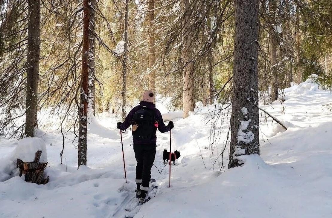 Liukulumikenk&auml;ilij&auml; kuusimets&auml;ss&auml; auringonvalon sirottuessa oksistossa