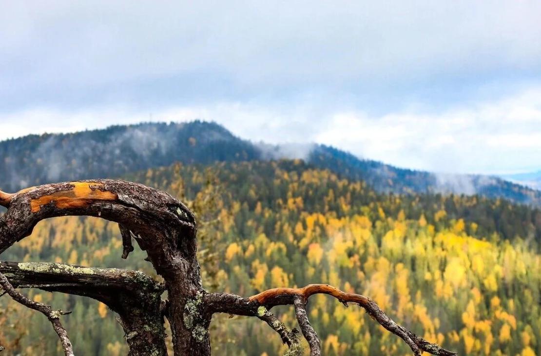 Syksyinen maisema M&auml;kr&auml;vaaralta Kolin huipuille p&auml;in