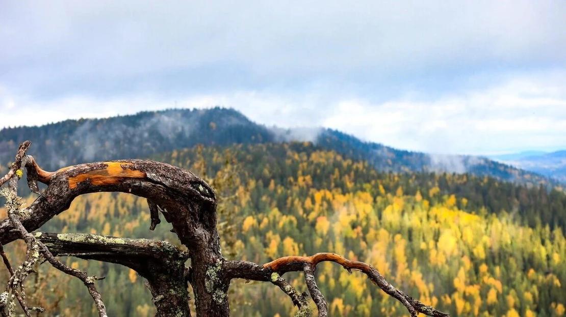 Syksyinen maisema Mäkrävaaralta Kolin huipuille päin