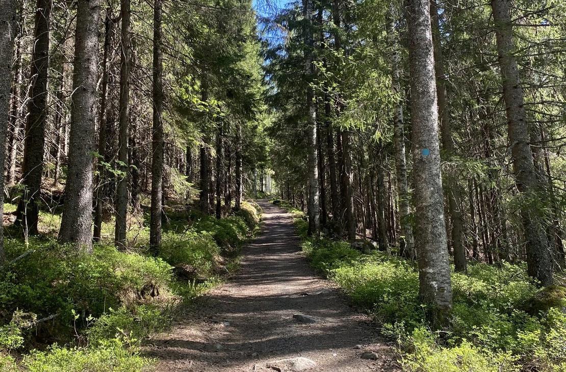 Kolin kylän polku nousee sekametsän keskellä.