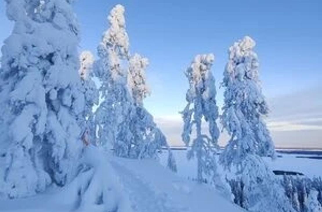 Tykkylumisia puita pakkaspäivän sinisessä valossa