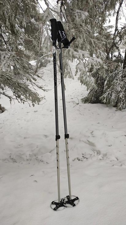 Sauval lumisessa metsässä