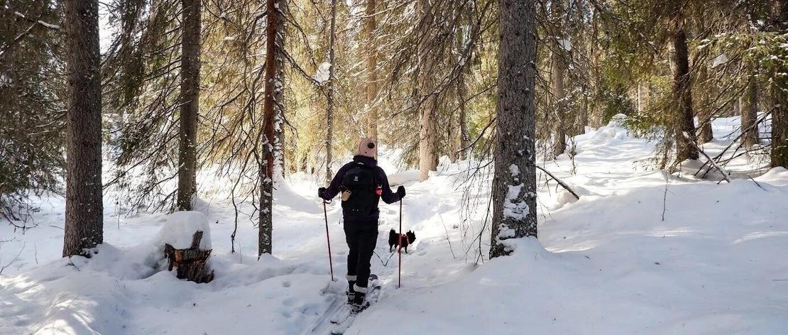 Liukulumikenkäilijä kuusimetsässä auringonvalon sirottuessa oksistossa