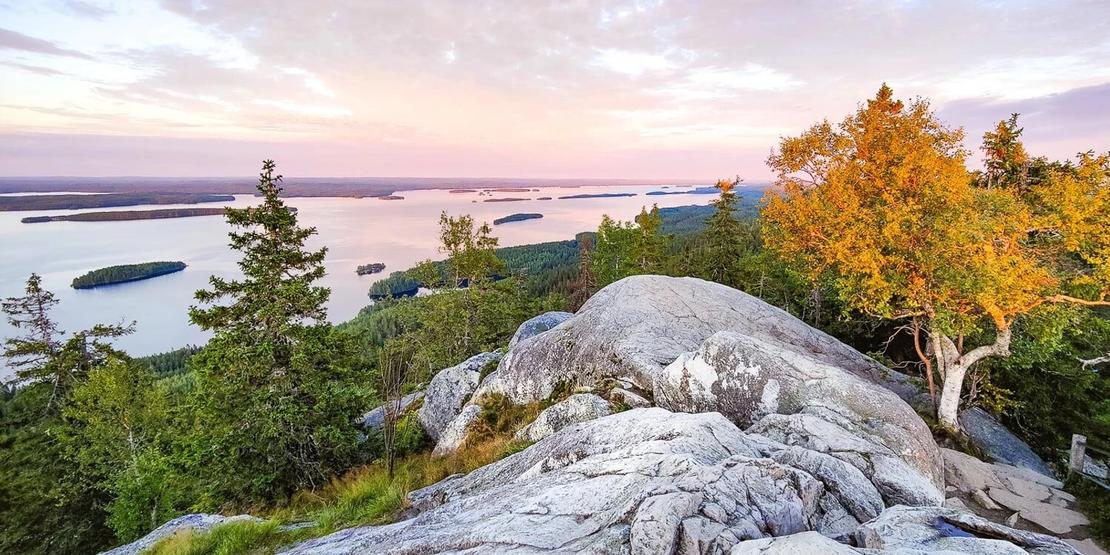 Herkkä auringonnousu Kolin kallion ja keltaiseen ruskaan pukeutuneen koivun takana.