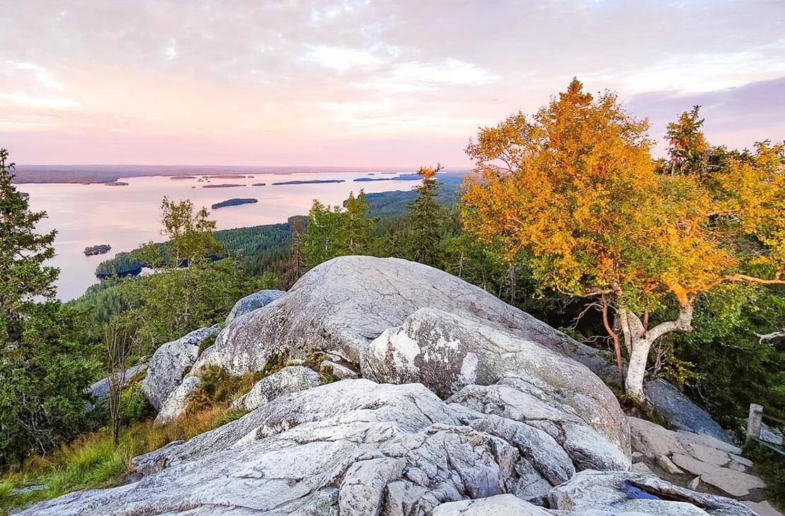 Herkk&auml; auringonnousu Kolin kallion ja keltaiseen ruskaan pukeutuneen koivun takana.